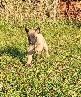 Šteniatka Belgický ovčiak - 10