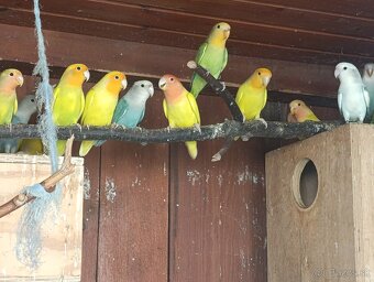 Agapornis ružovohrdly - 10