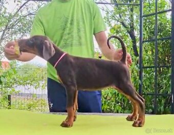 Doberman TOP šteniatka - 10