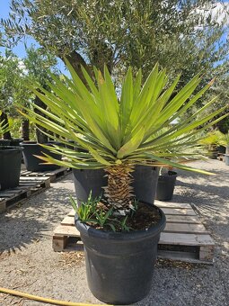 Citrusy palmy olivovniky bananovniky juky agave - 10