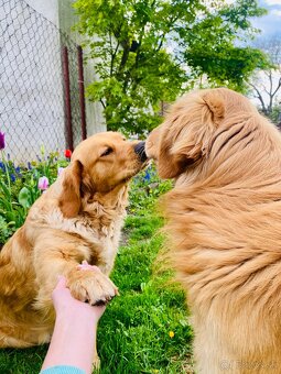 Zlatý retriever šteniatka - 10