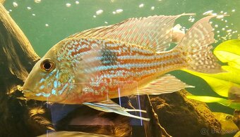Geophagus - 10