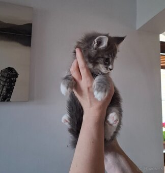 Mainská Mývalia mačka / Maine Coon - 10