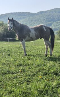 APH APHA PAINT HORSE ŽREBECE pripúšťanie - 10