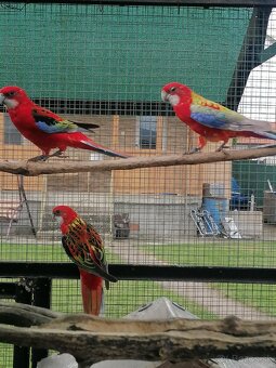 Rozela pestrá červená - 10