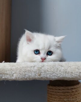 Britské mačiatka s PP na Vianoce❣️ - 10