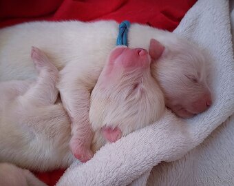 Samojed s PP LA TORRE ROJA - 10