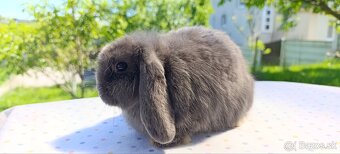 Mini lop - 10