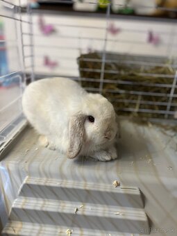 Predam bieleho zajaca Mini lop + full vybavenie - 10