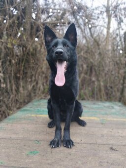 Nemecký ovčiak-fenky - 10