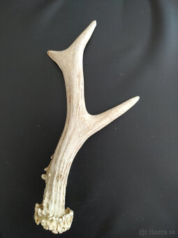 Samorast / Paroh - 10