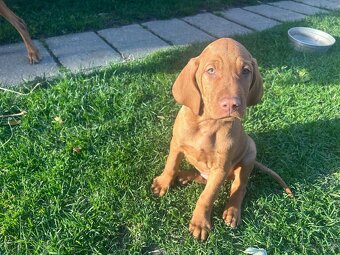 Maďarská vyžla - 10