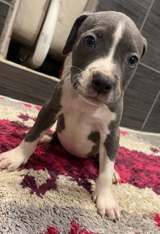 Americky Staford - 10