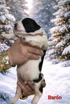 Stredoázijský ovčiak s PP - 10