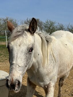 Kobylka Appaloosa - 10