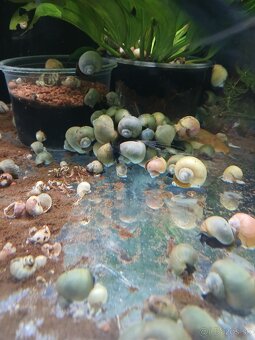 Akvarijne rybky - 10