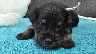 Bradáč malý čiernostrieborný s PP - 10