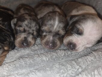 Šteniatka jazvečíka trpasličieho - 10