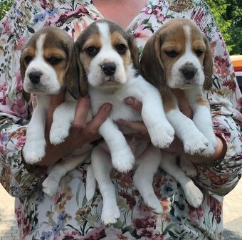 Beagle Bigel Bigl s PP FCI - 10