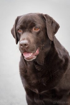 Labradorský retríever s PP - černá a čokoládová štěňátka - 10