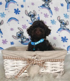 Pudel toy / Pudlík toy - CHOCOLATE psíček - 10