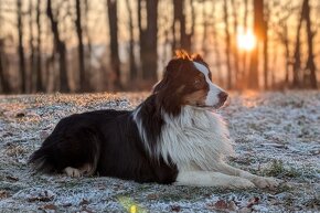 Austrálsky ovčiak - krytie, PP - 10