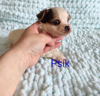 Yorkshire terrier - 10