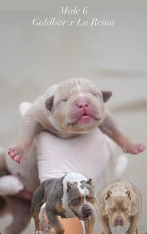 ŠTENIATKA AMERICAN BULLY XL/XXL - 10