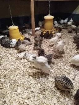 Japonské prepelice - 10