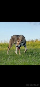 Saarloosov vlčiak - 10