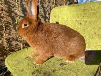 Novozélandské červené - 10