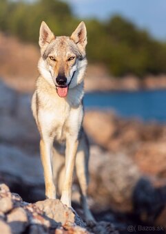 Československý vlčiak šteniatka s PP - 10