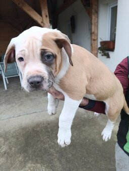 American Bully XL - 10