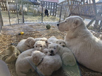 Stredoázijský ovčiak SAO s PP - 10