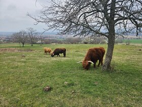 Býky Highland Cattle - 10