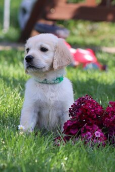 Zlatý retriever/ Golden retriever - 10