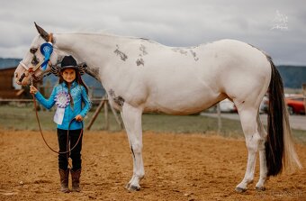 American Paint Horse kobylka frame overo - 10
