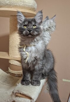 Maine coon,  mainská mývalia s PP - 10