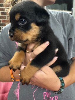 Predám rotvajlerov - 10