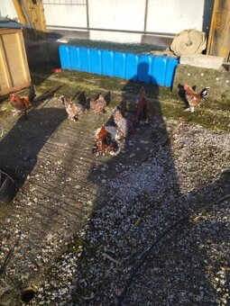 Nasadove vajcia - 10