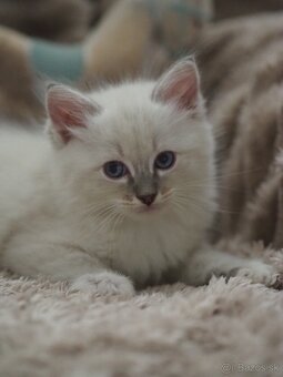 Ragdoll mačiatka s PP - 10