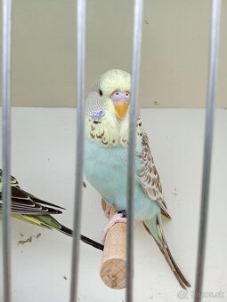 Vystavne andulky,duhove andulky - 10