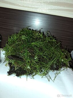 Vybavenie do akvária - 10