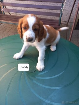 Welsh springerspaniel - 10