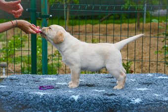 Labrador steniatka s PP - 10