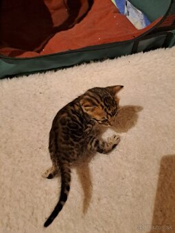 Bengalske maciatka s PP - 10