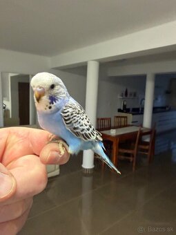 Andulka Maznačik krotká - 10