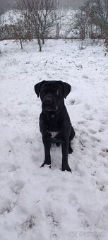 Cane Corso - Pes - 10