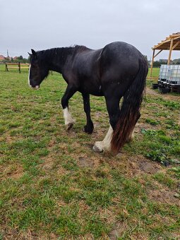 SHIRE HORSE PREDAJ/ VÝMENA - 10
