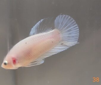 Bojovnica, betta, samec - 10